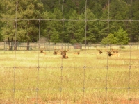 Elk Farm